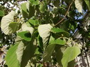 Tilia begonifolia